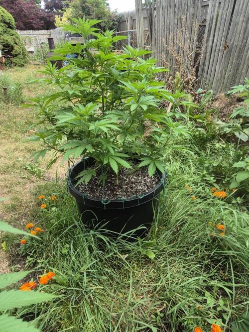 Spring 26. Week 9