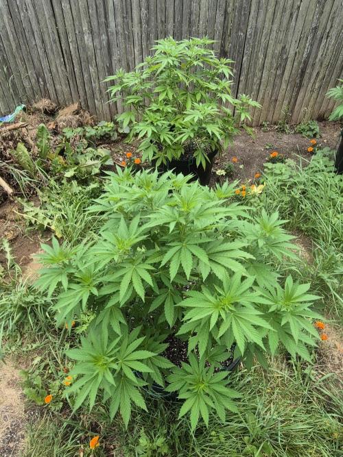 Spring 26. Week 9