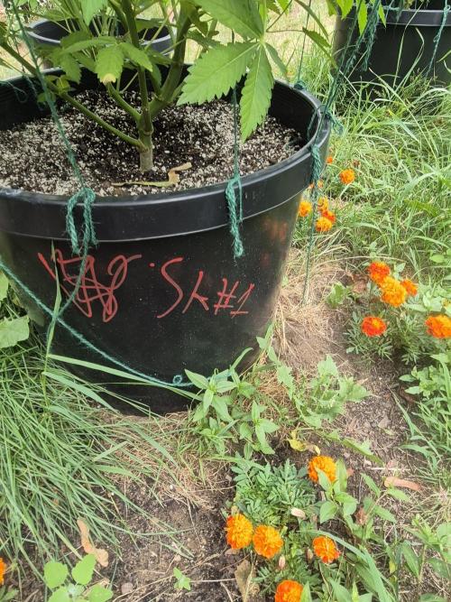 Spring 26. Week 9
