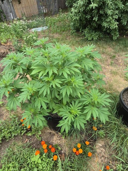 Spring 26. Week 9