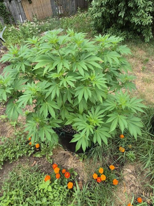 Spring 26. Week 9