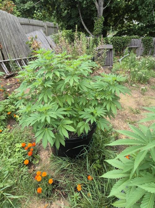 Spring 26. Week 9