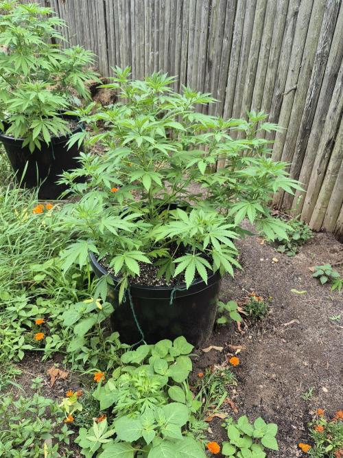 Spring 26. Week 9