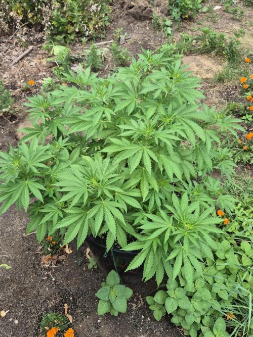 Spring 26. Week 9
