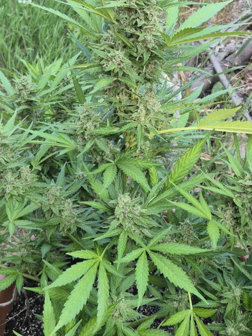 Purp haze 2026. Week 10