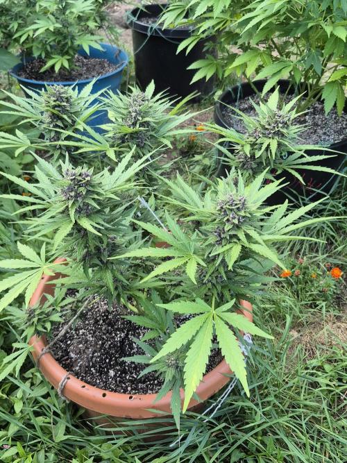 Purp haze 2026. Week 10
