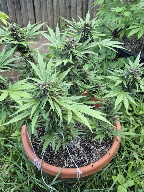 Purp haze 2026. Week 10