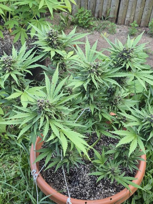 Purp haze 2026. Week 10