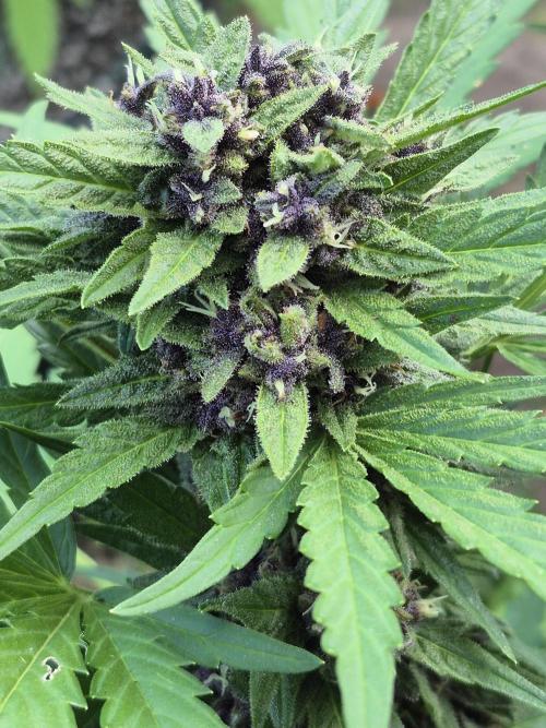 Purp haze 2026. Week 10