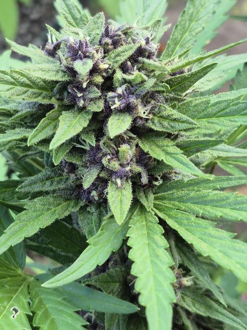 Purp haze 2026. Week 10