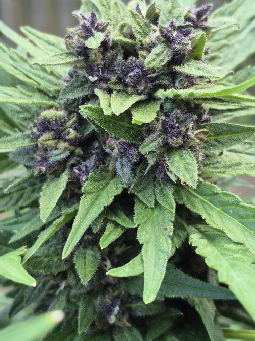 Purp haze 2026. Week 10