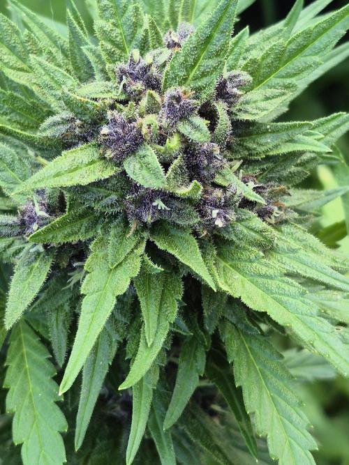 Purp haze 2026. Week 10