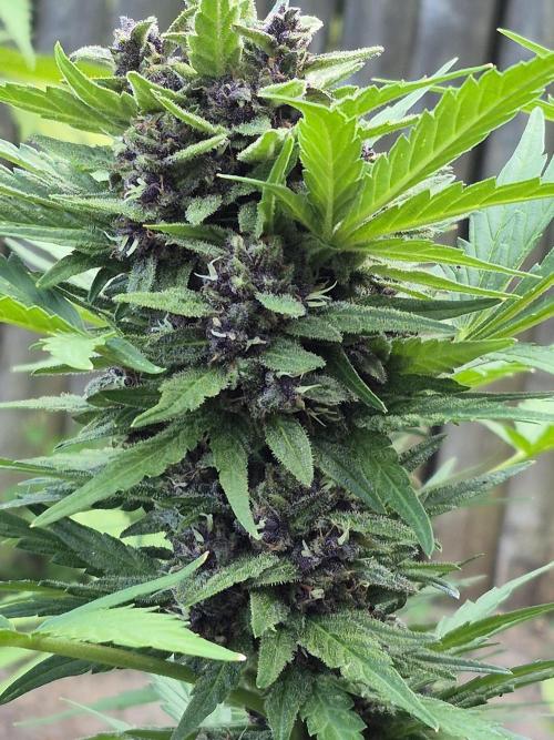 Purp haze 2026. Week 10