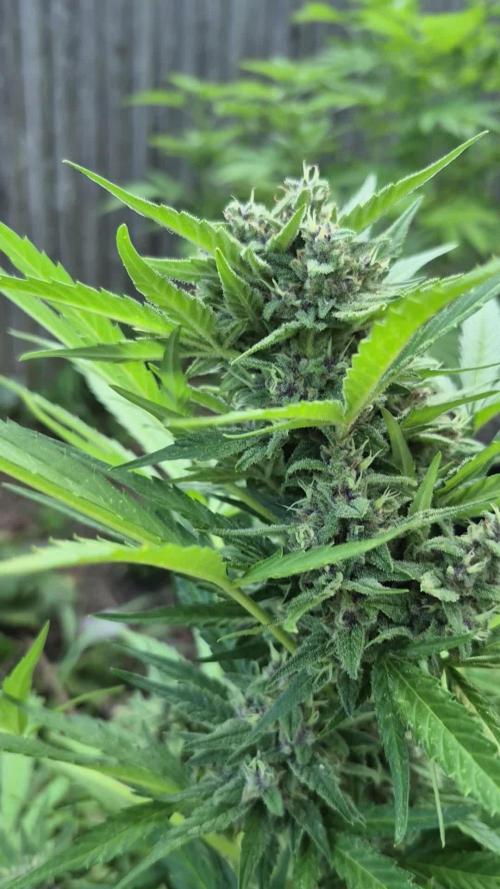 Purp haze 2026
