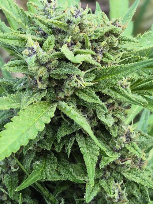 Purp haze 2026. Week 10
