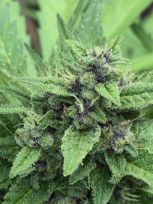 Purp haze 2026. Week 10