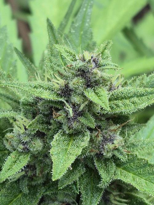 Purple Haze Auto. Week 10