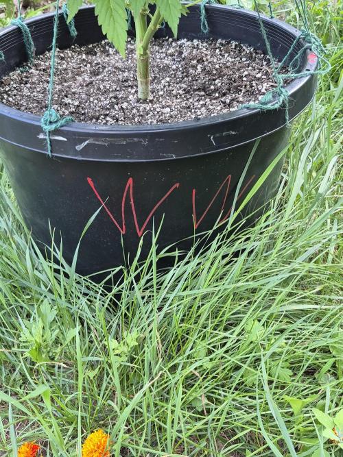 Spring 26. Week 10