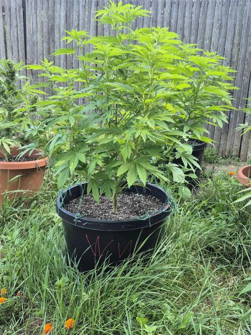 Spring 26. Week 10