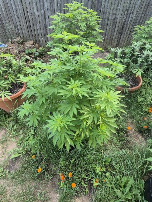Spring 26. Week 10