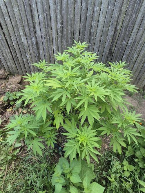 Spring 26. Week 10