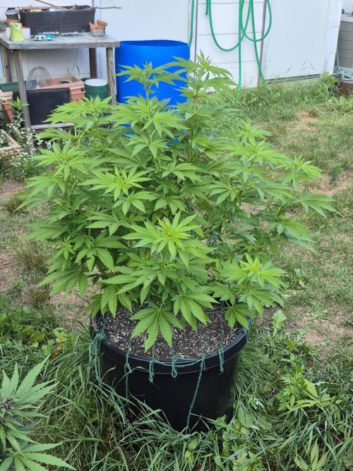 Spring 26. Week 10