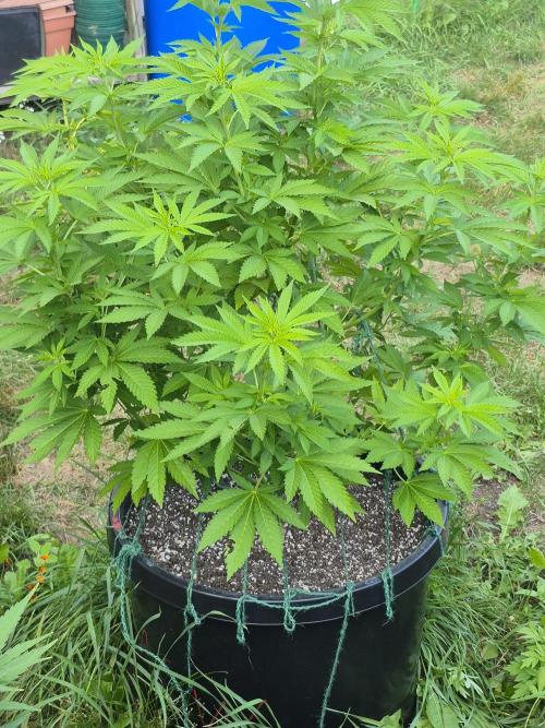 Spring 26. Week 10