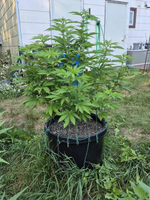 Spring 26. Week 10
