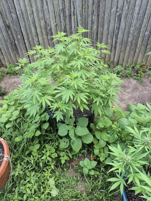 Spring 26. Week 10