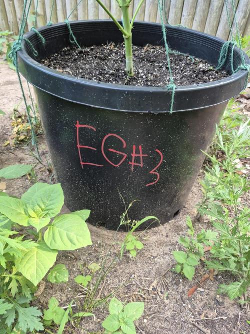 Spring 26. Week 10
