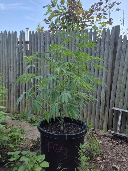 Spring 26. Week 10