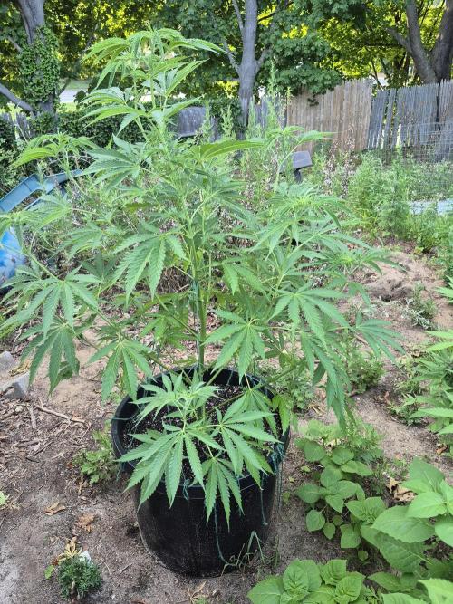 Spring 26. Week 10