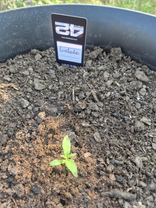 Gorilla/Gelato 26. Week 0
