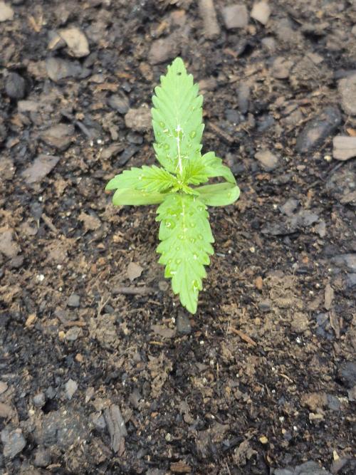 Gorilla/Gelato 26. Week 0