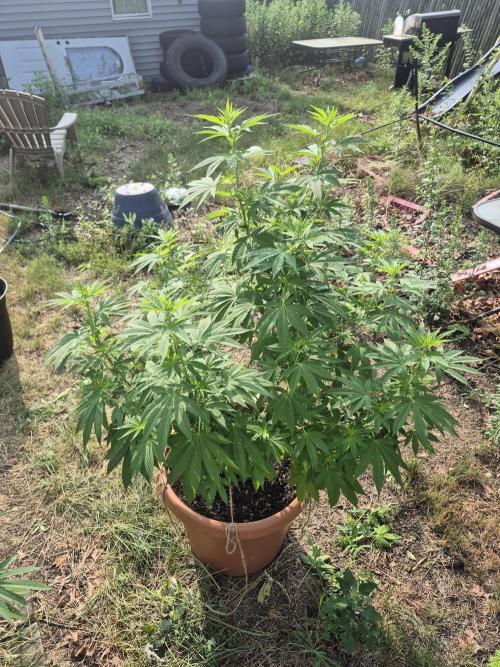 Fuel dog 26. Week 11