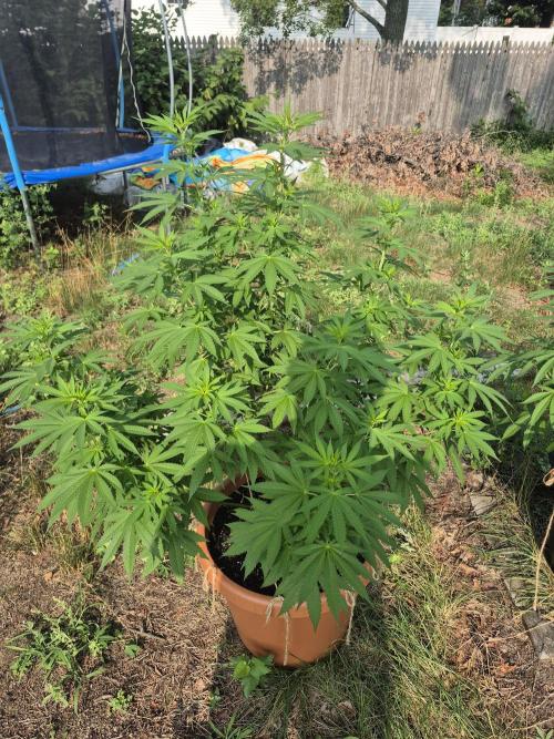 Fuel dog 26. Week 11