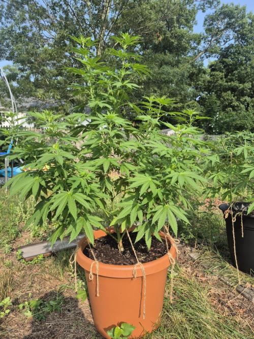 Fuel dog 26. Week 11