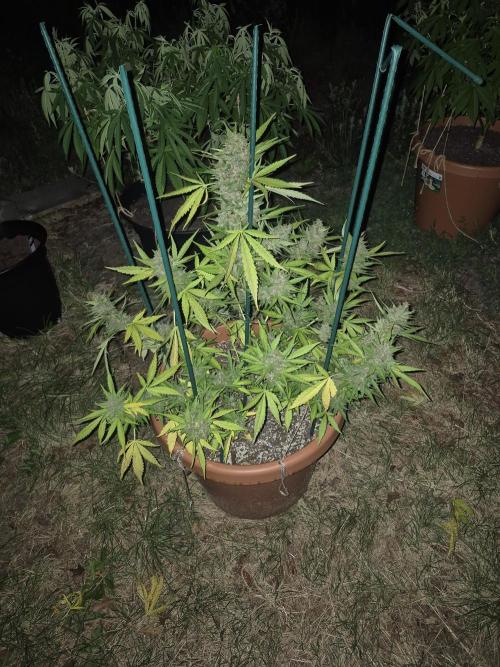 Purp haze 2026. Week 11