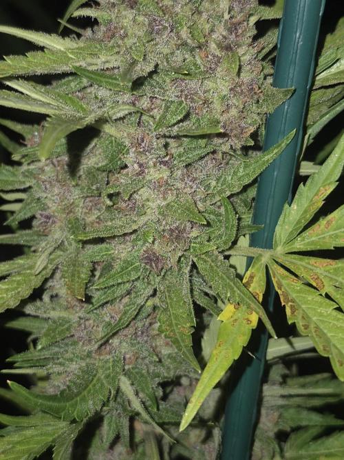 Purp haze 2026. Week 11