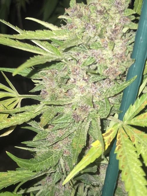 Purp haze 2026. Week 11