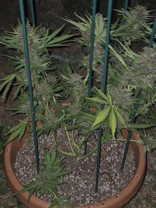 Purp haze 2026. Week 11