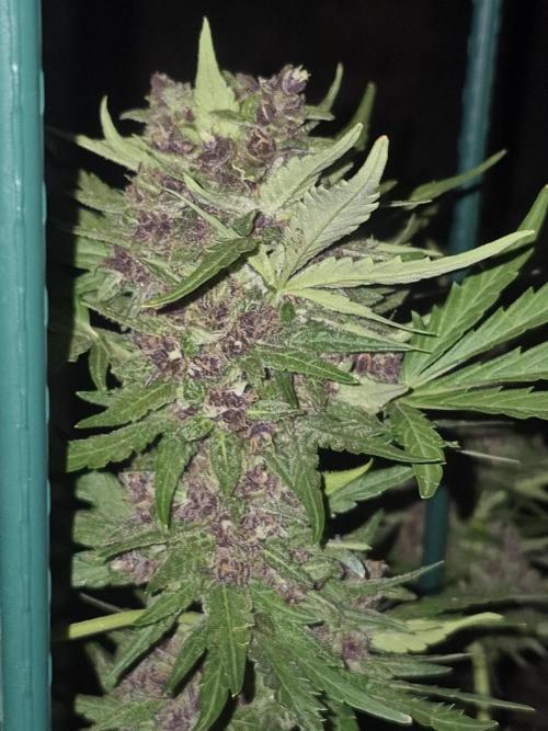 Purp haze 2026. Week 11