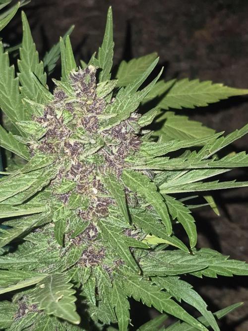 Purp haze 2026. Week 11