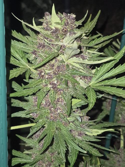 Purp haze 2026. Week 11