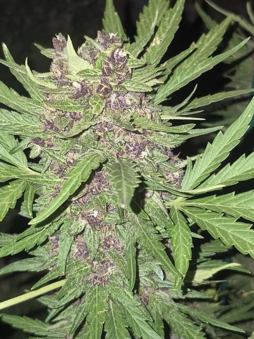 Purp haze 2026. Week 11