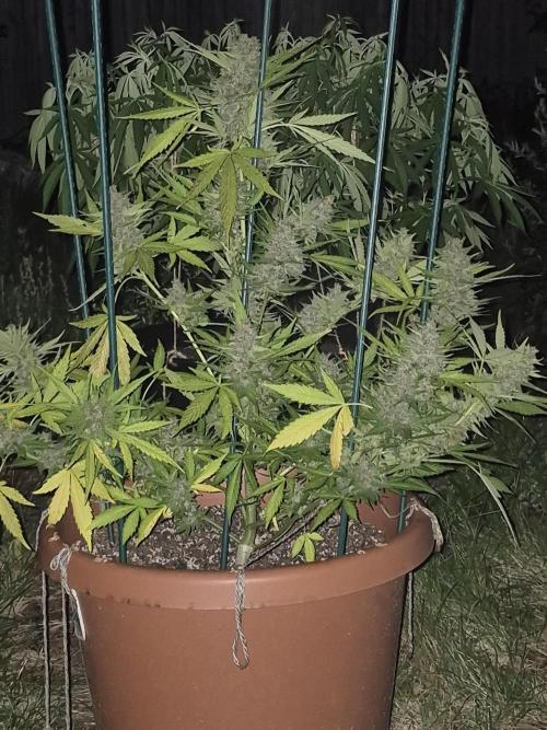 Purp haze 2026. Week 11