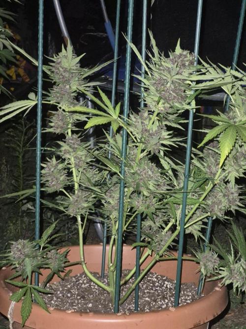 Purp haze 2026. Week 11