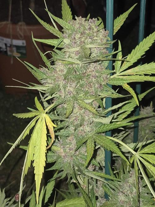 Purp haze 2026. Week 11