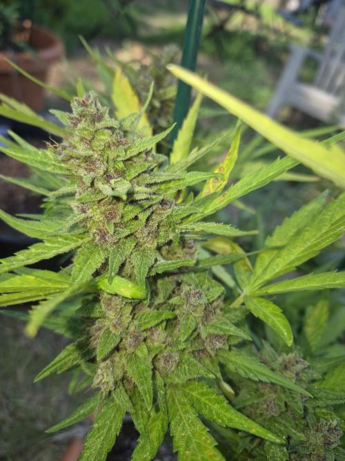Purp haze 2026. Week 11
