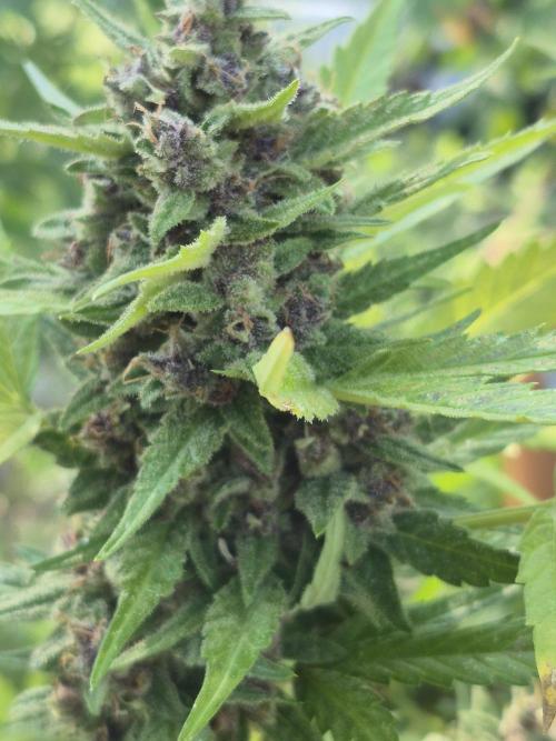 Purp haze 2026. Week 11